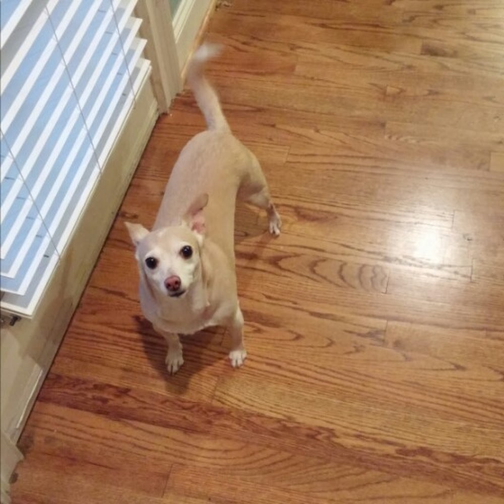 Meet your Posher, Lisa